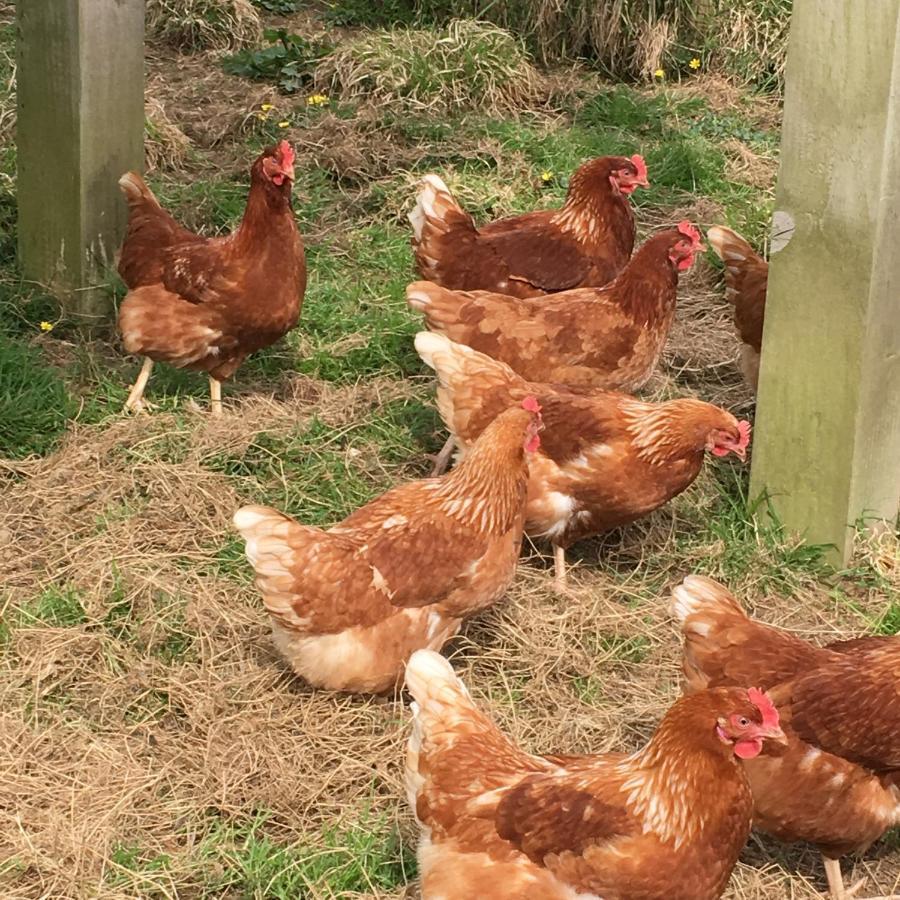 Well Farm Cottages North Tamerton Exteriör bild